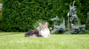 herbe artificielle chat