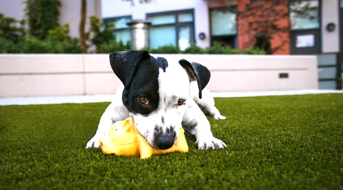 herbe-artificielle-animaux-chien
