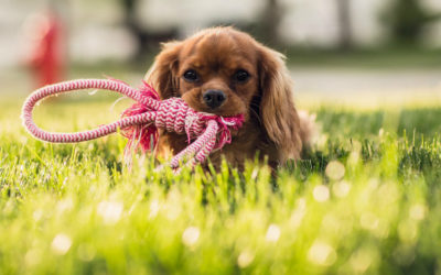 Pourquoi choisir de l’herbe artificielle pour vos animaux ?