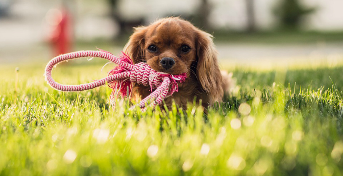 Pourquoi choisir de l’herbe artificielle pour vos animaux ?