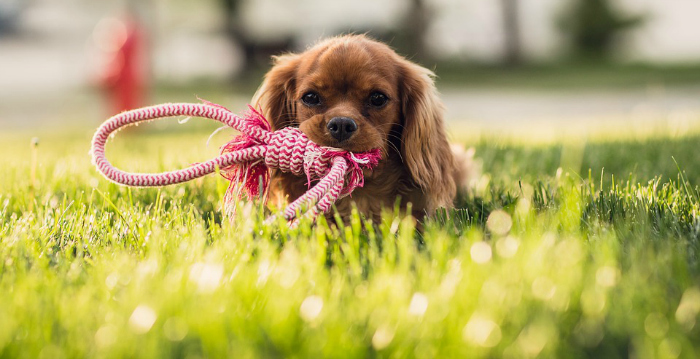 Pourquoi choisir de l’herbe artificielle pour vos animaux ?