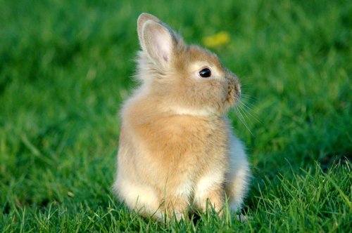 herbe-artificielle-animaux-lapin