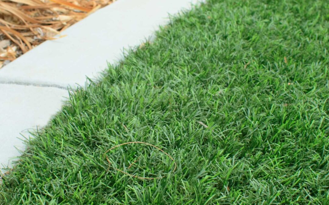 gazon synthétique jardin