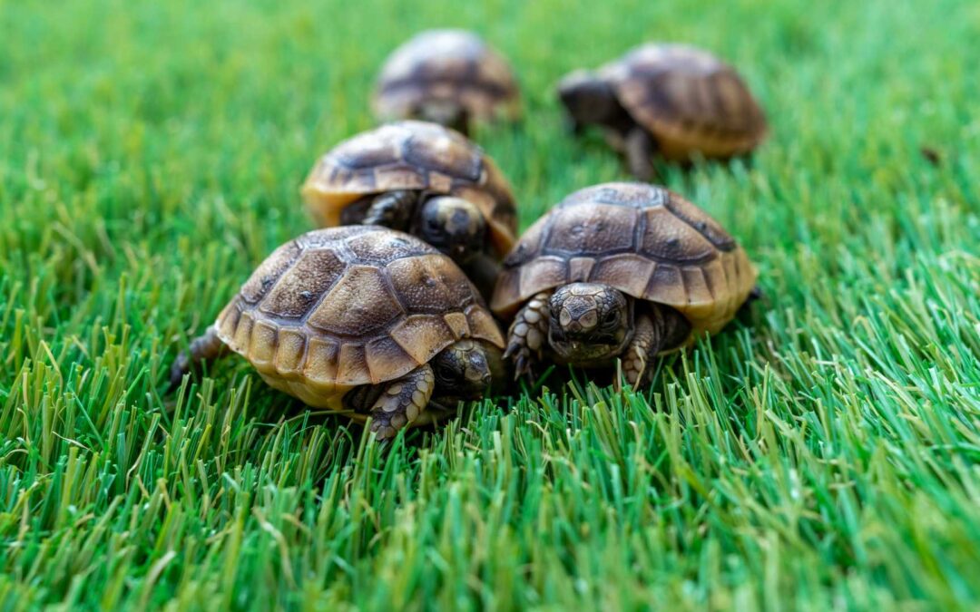 gazon synthétique avec tortue