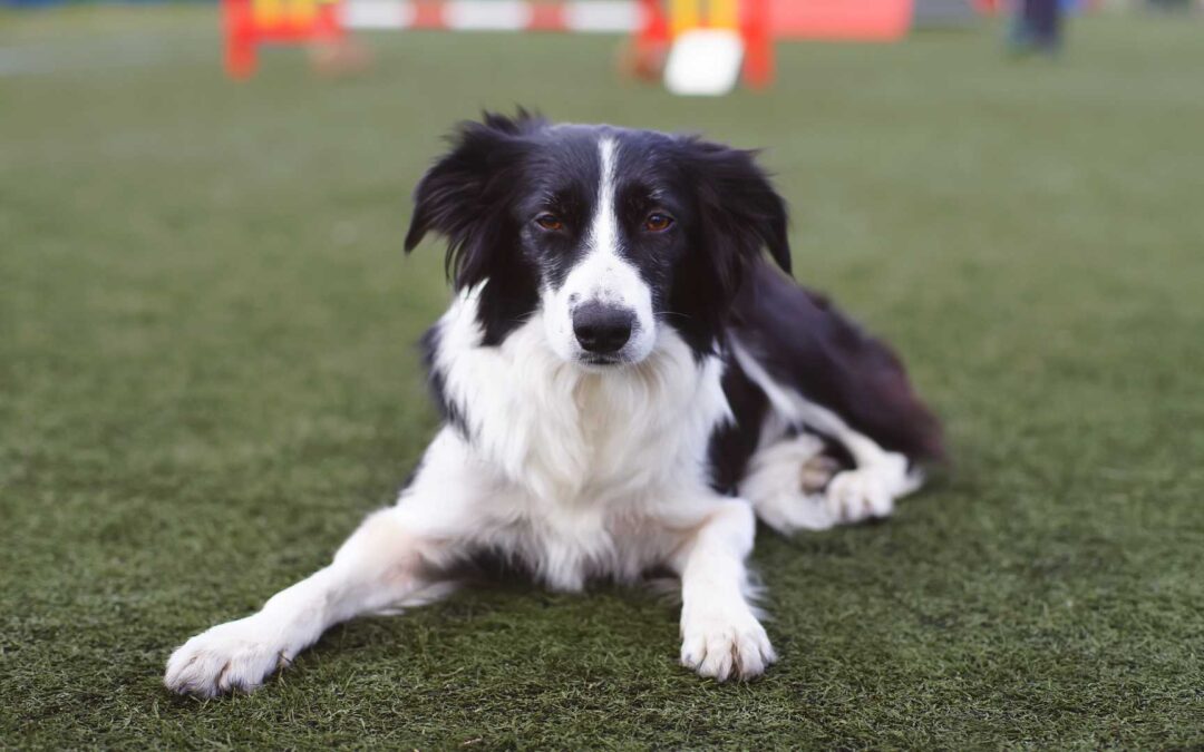 gazon synthétique chien