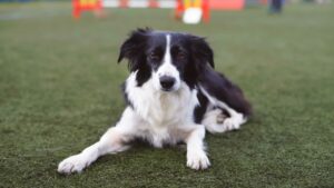 chien sur gazon synthétique