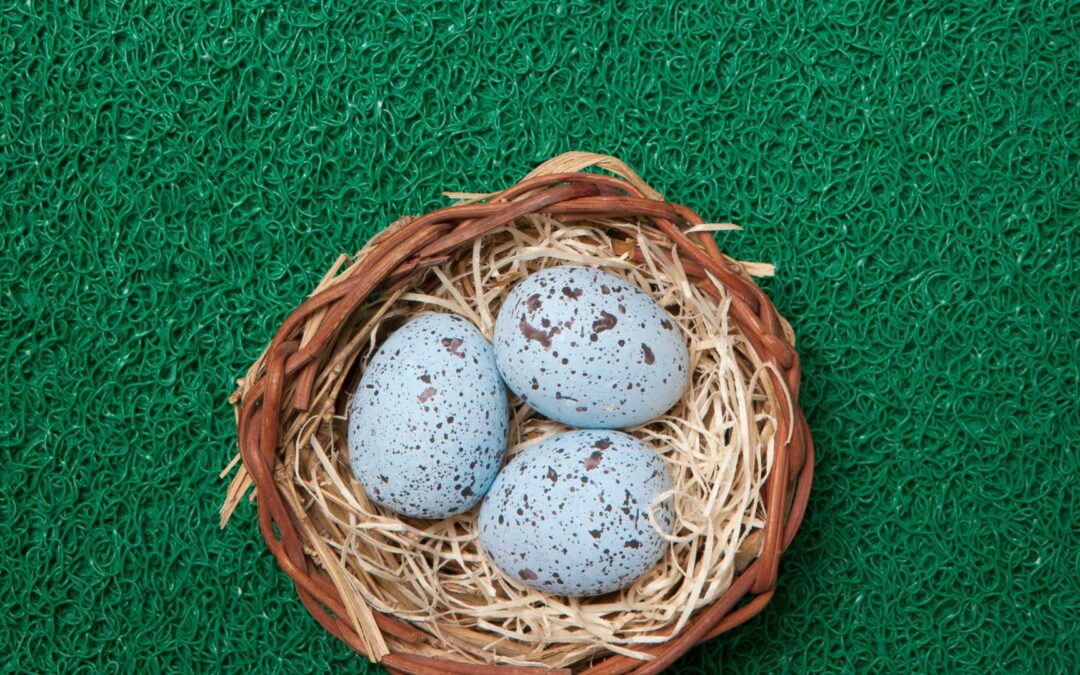 nid d&rsquo;oiseau sur gazon synthétique