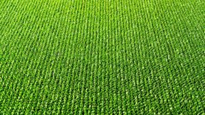 vue de haut d'un gazon artificiel