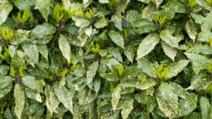 feuillage artificiel