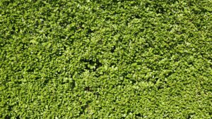 feuillage d'une haie de jardin