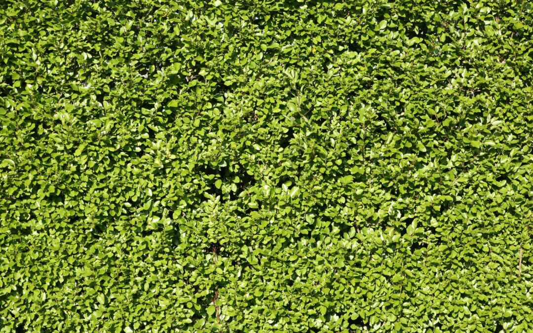 haie jardin feuillage