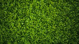 haie artificiel jardin