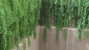 mur vegetal decoration