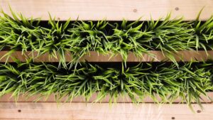 mur vegetal entretien